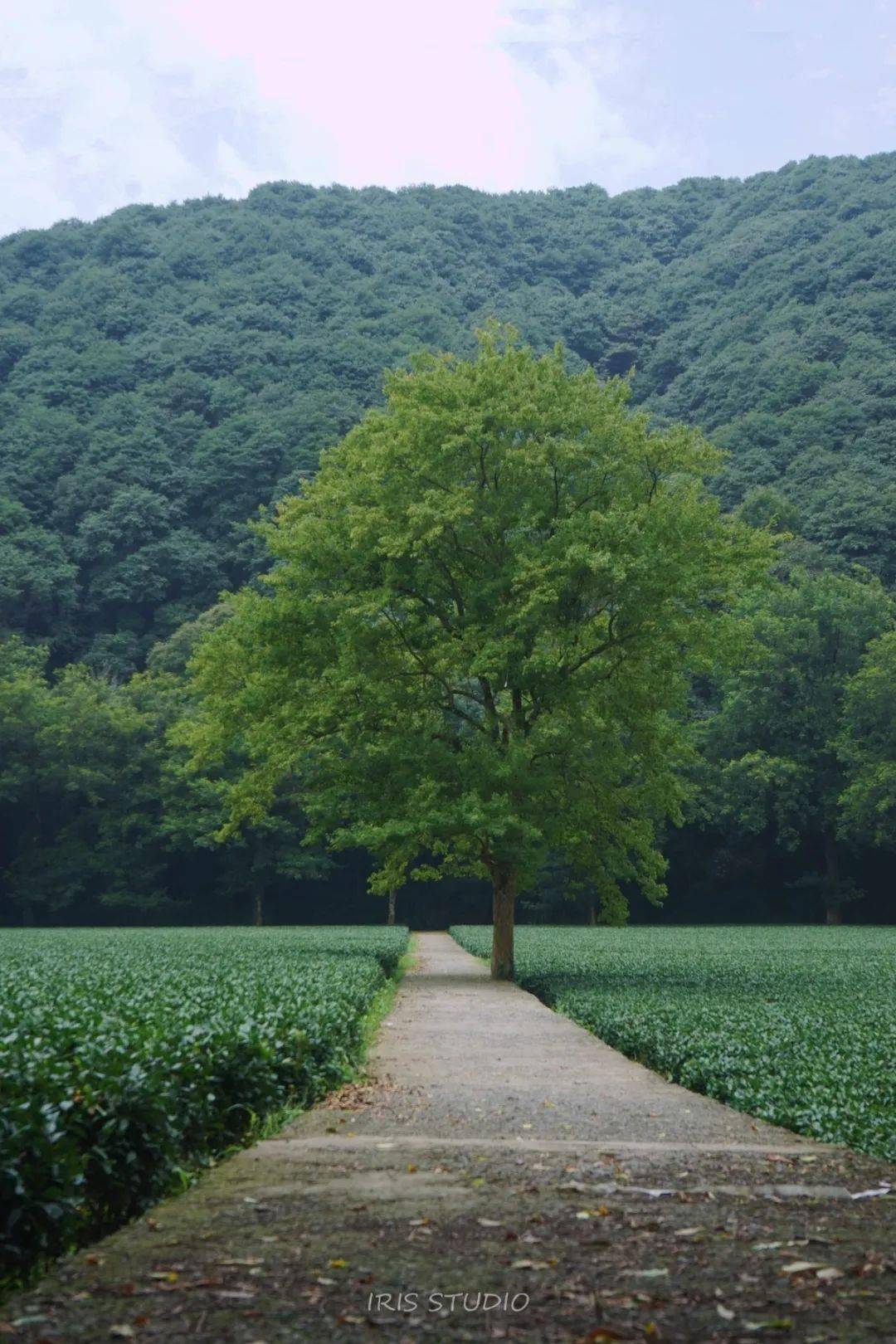 【夜读】赏一赏西湖景区这棵孤独树,感受不一样的杭州秋色(实拍多图