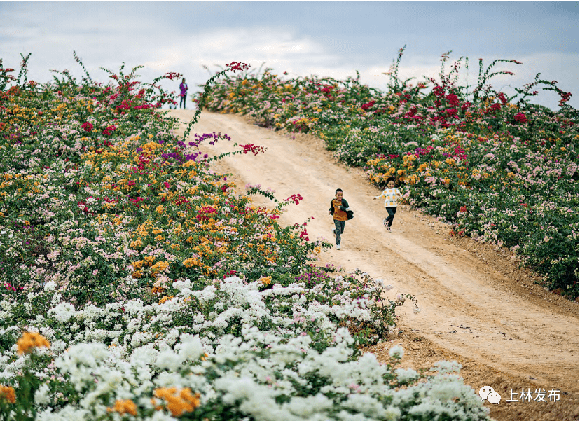 若待上林花似锦,出门俱是看花人.