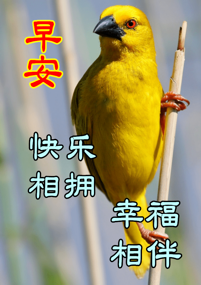 2020早上好的漂亮鲜花图片,早上好温馨祝福语录图片