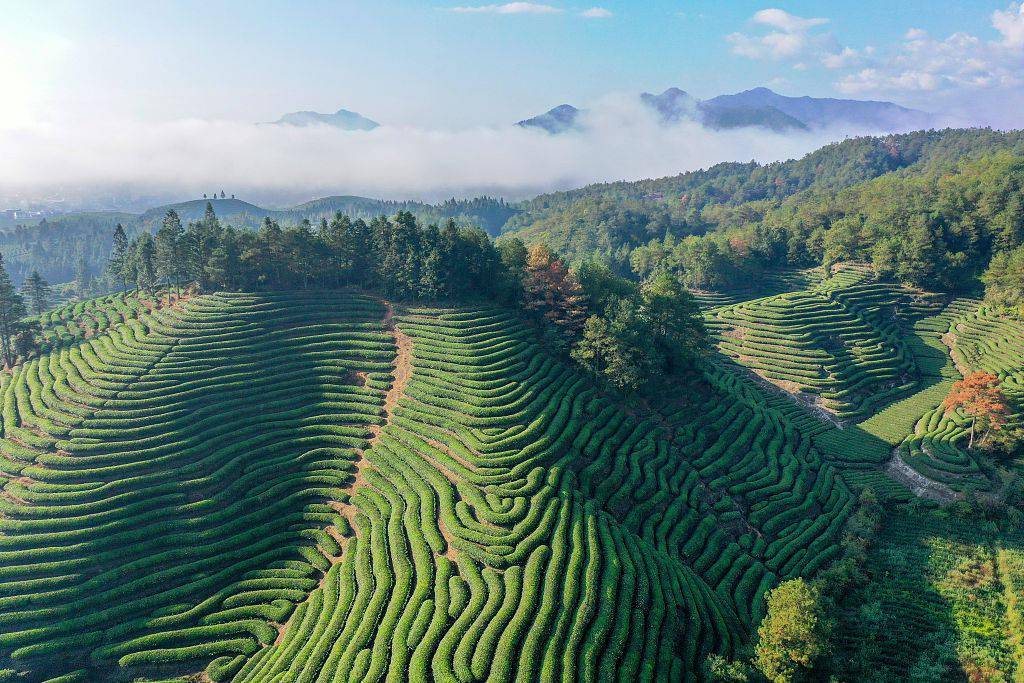 福建武夷山:航拍清晨茶园 云雾弥漫_星村镇