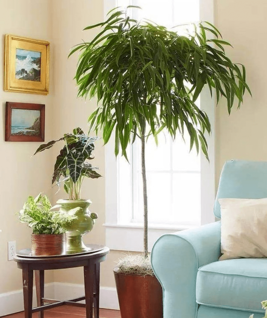 室内绿植推荐耐寒 1ff95212e16d4812844480d97eb1cebc.png