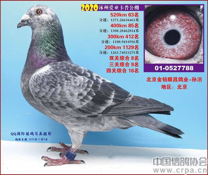 信鸽协会官网入口 4ce9d00f450a410bbe5303567e4e5b38.jpeg