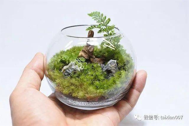 苔藓微景观作品300款设计