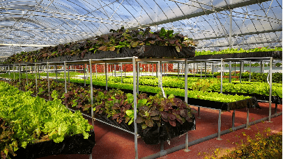 盆栽蔬菜种植技术哪里可以学 6ac2d7fb46d14d6bbf0a99ec29c89cb6.png