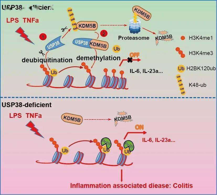 图2:usp38-kdm5b复合物调控组蛋白泛素化和甲基化抑制炎症应答综上所