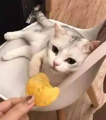 怎么才能让小猫不怕人 d6a6c8cc35e2404cbe653253a179bddc.jpeg