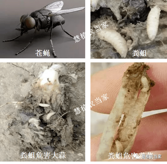 粪蛆是苍蝇的幼虫,属双翅目环裂亚目,蝇科.