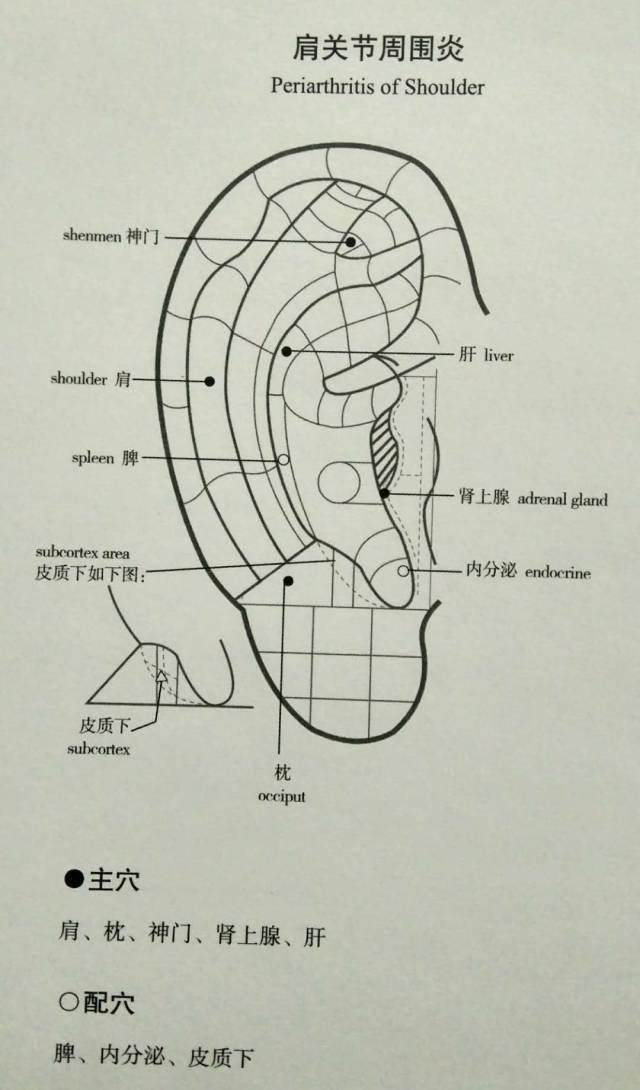 肾,肺,小肠 主穴:颈,颈椎,肝,肾,神门,交感,皮质下 配穴:枕,肩,缘中