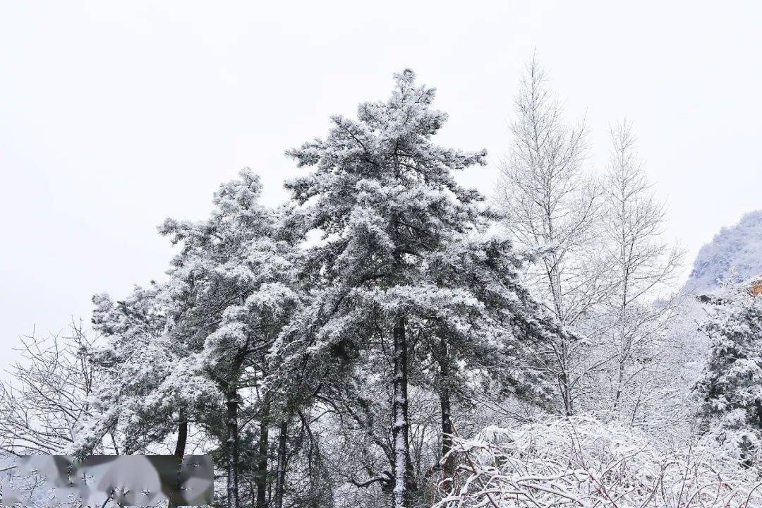 雪04雪0467雪04雪04雪04…67商洛今冬第一场雪来啦!