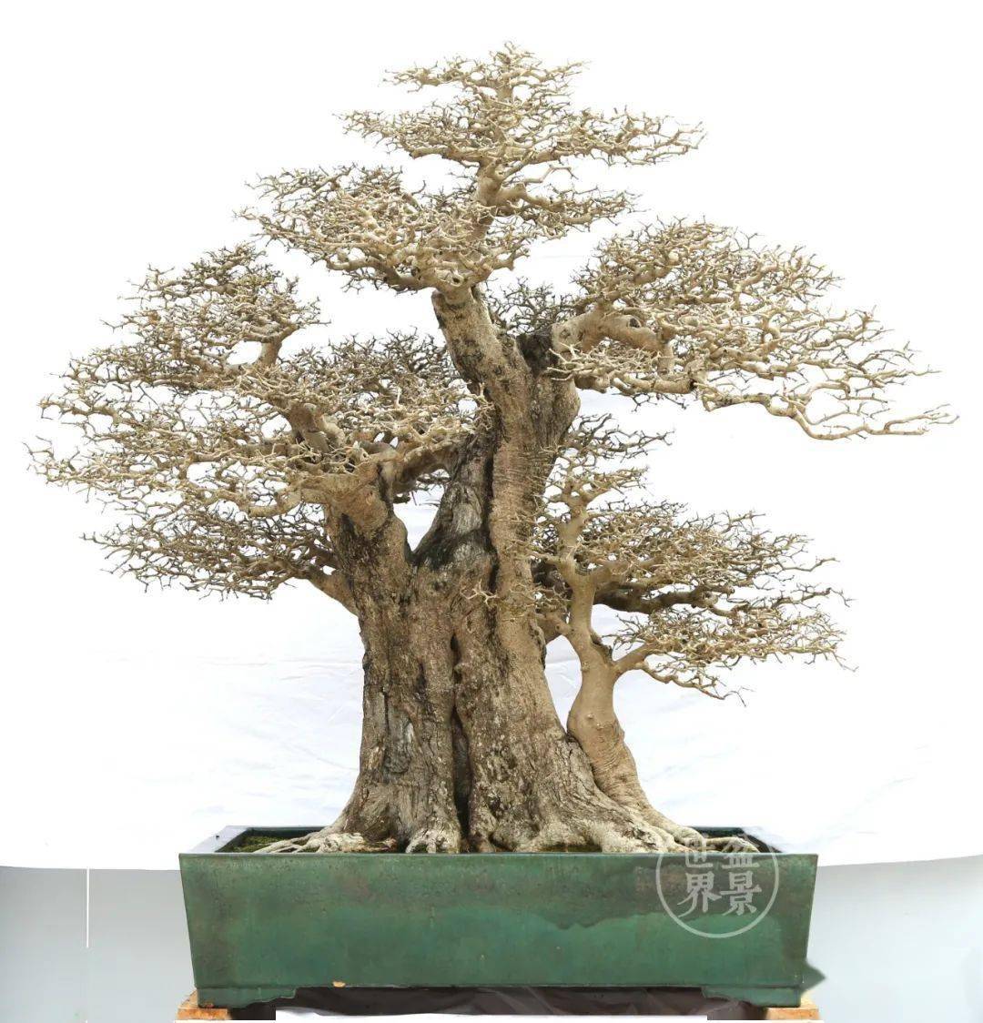 树种排名_最贵的树种排名图片(3)