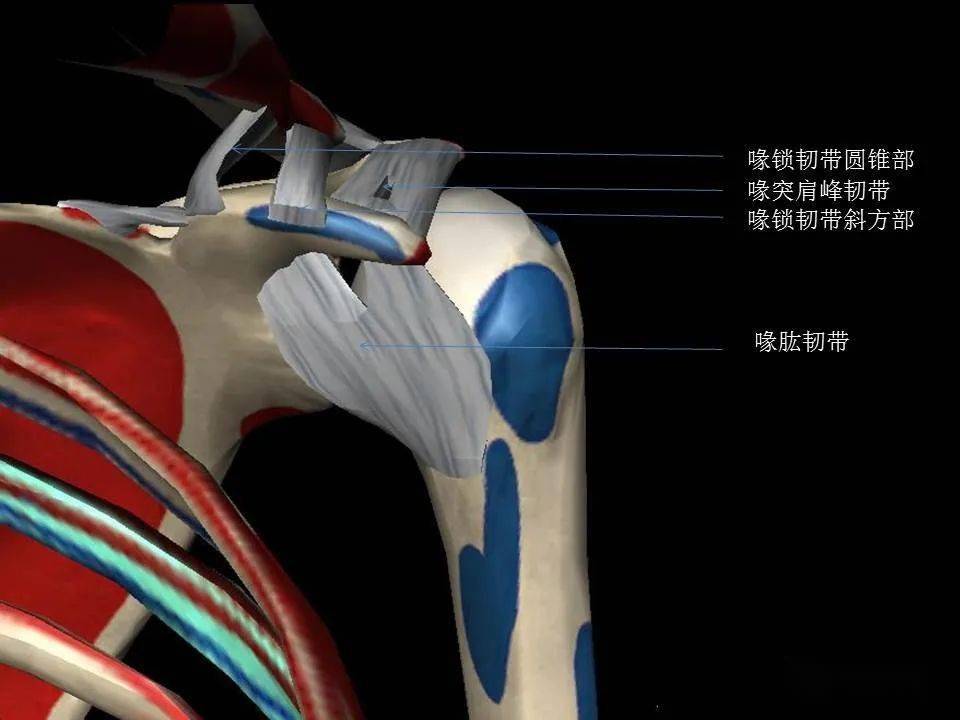 收藏肩关节mri解剖肩袖损伤诊断技巧