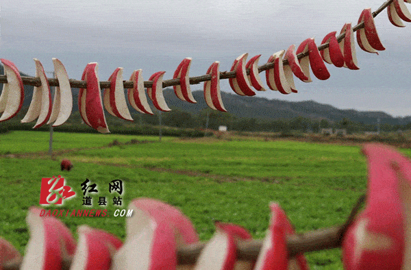 萝卜|道县：小雪至 萝卜甜