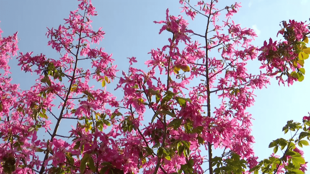 今日小雪攀枝花是粉色的