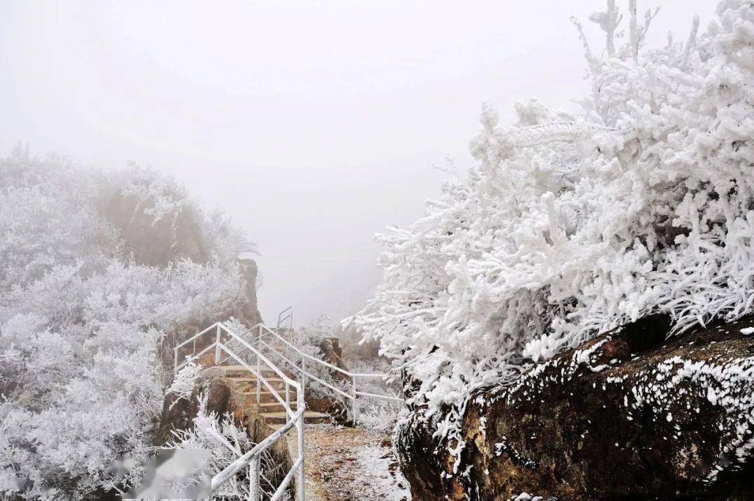 喜报!"连山金子山岭南赏雪胜地"生态气候品牌通过专家评审