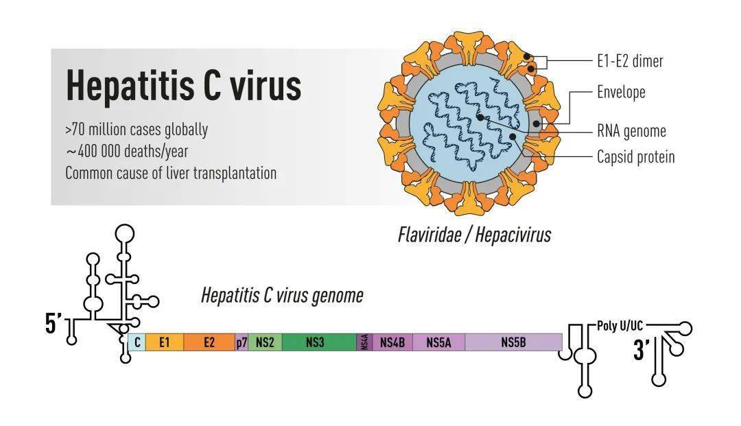 2020年英国世界大学_重磅|2020年泰晤士高等教育世界大学声誉排名发布