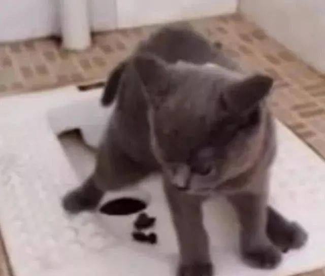 猫咪在客厅随地拉粑粑,被主人骂了,第二天主人推门一看笑喷