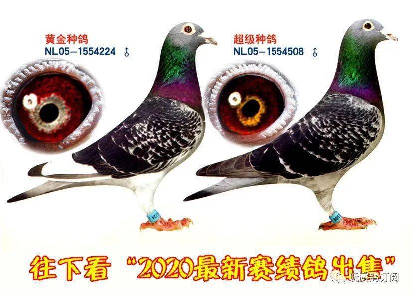 【赛鸽出售】奶酪季军,400公里21名,500公里亚军等你来选!