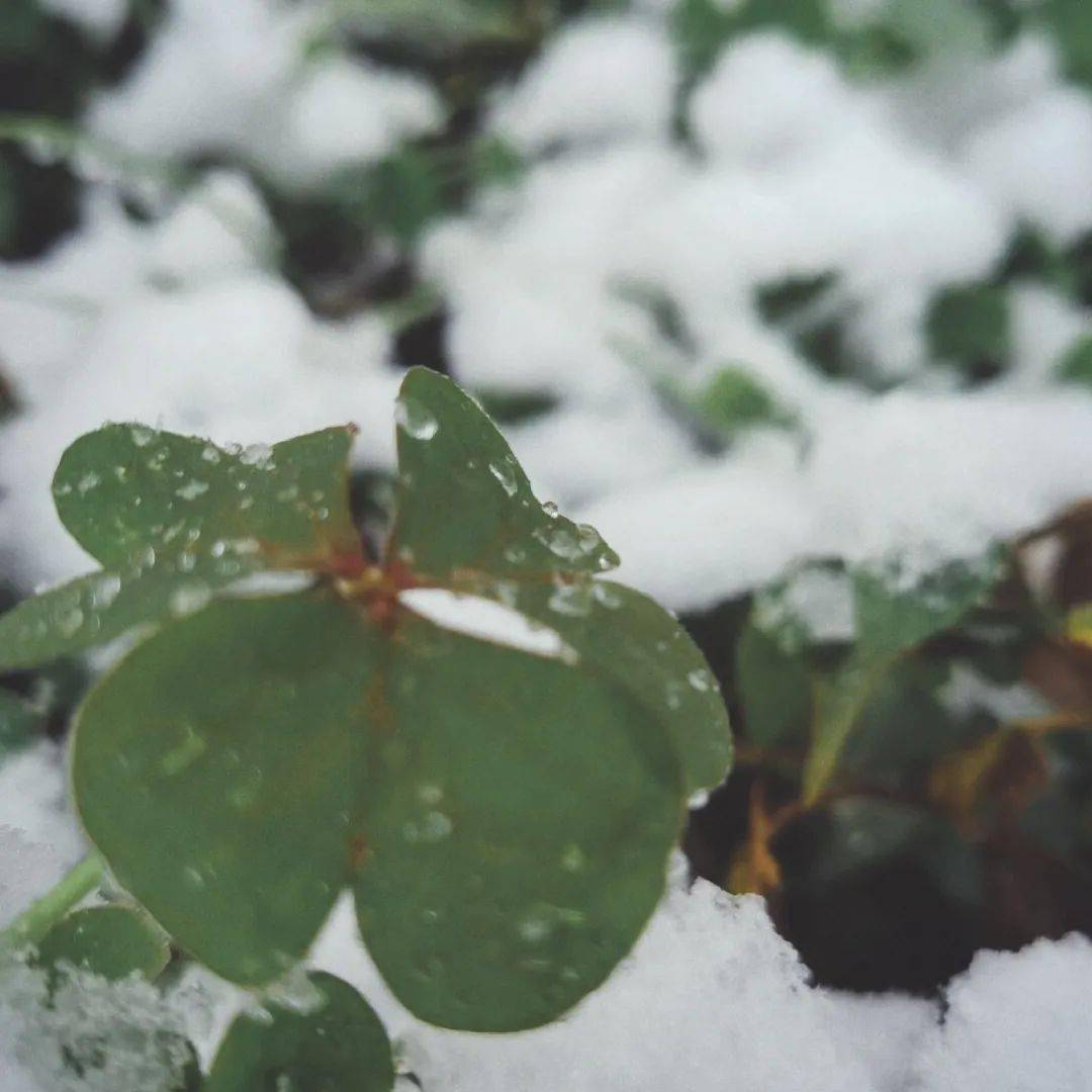 铃什么雪成语(3)