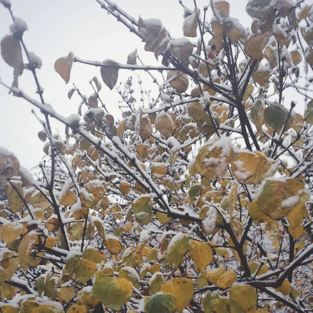 铃什么雪成语(3)