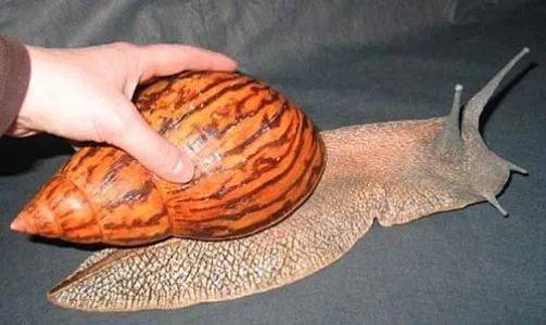 e76009618897475ba6d73bb33b49beda.jpeg