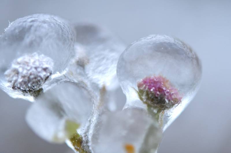 小雪过后冰封的花草美得像油画