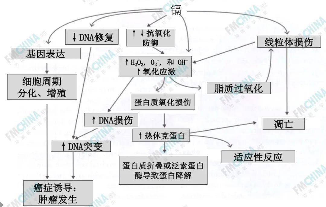 功能医学专业分享毒素引发生理失衡的作用机制