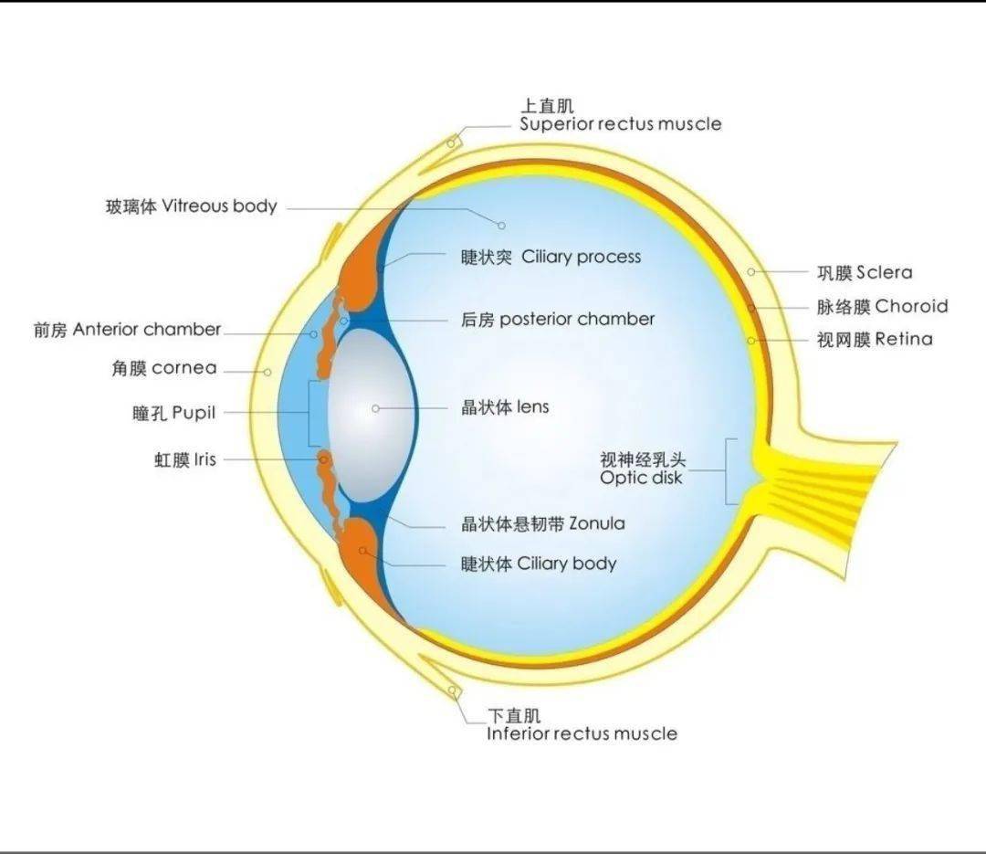 眼睛的结构