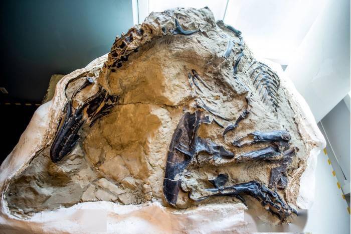 极为罕见决斗恐龙化石将首次向公众展出