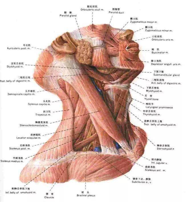 容易被忽视的颈部精细解剖,有必要了解_手机搜狐网