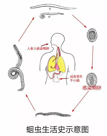 为了减肥生吞蛔虫想瘦也别太疯狂