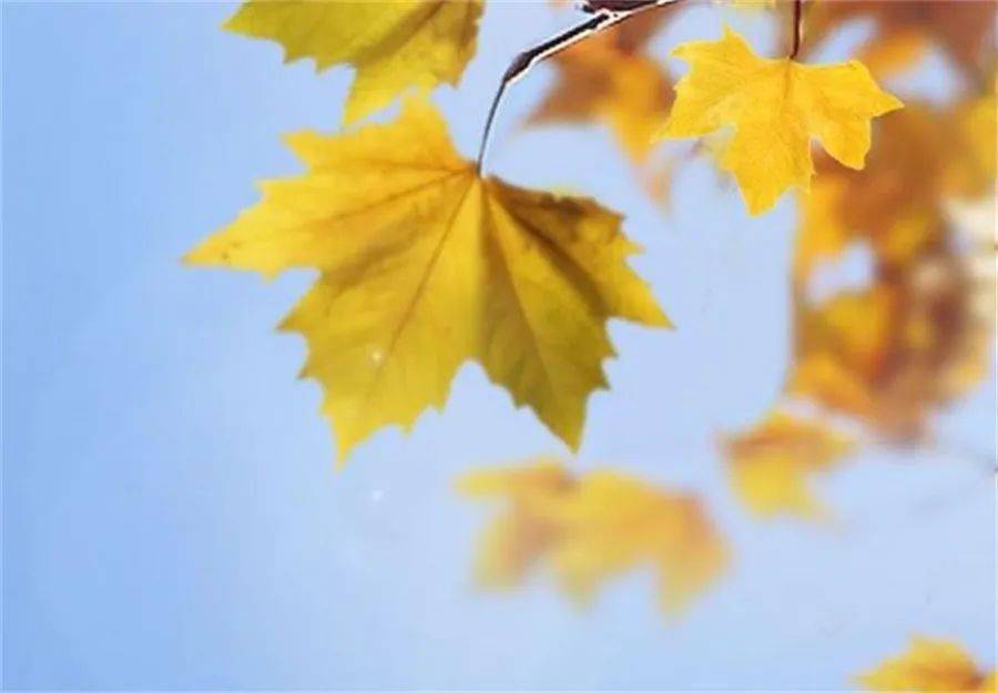 风吹落叶黄 3e206c75aab44e179e1496e345515872.jpeg