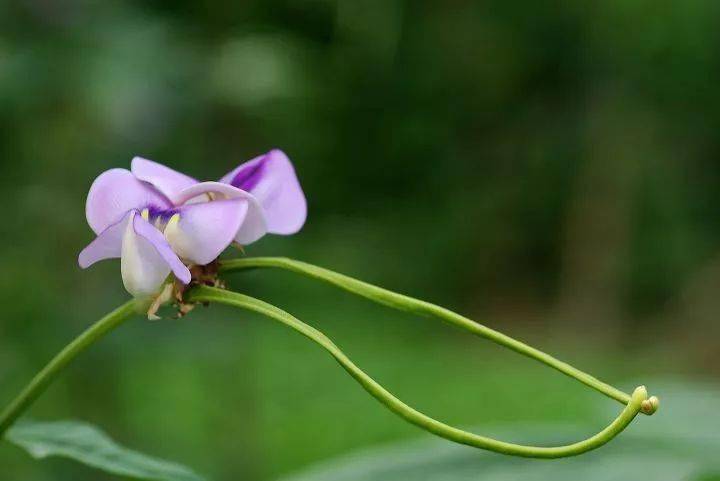 大棚豆角多结豆?_开花