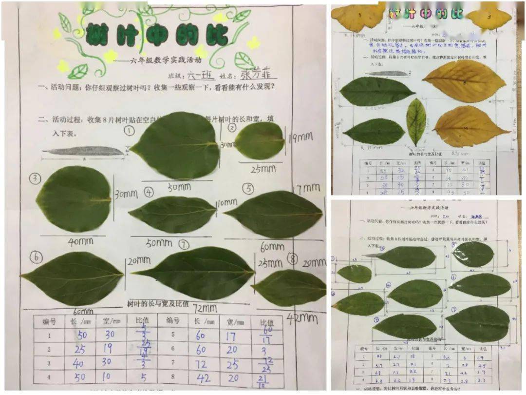 【数学之"趣"】树叶中的"比"_手机搜狐网