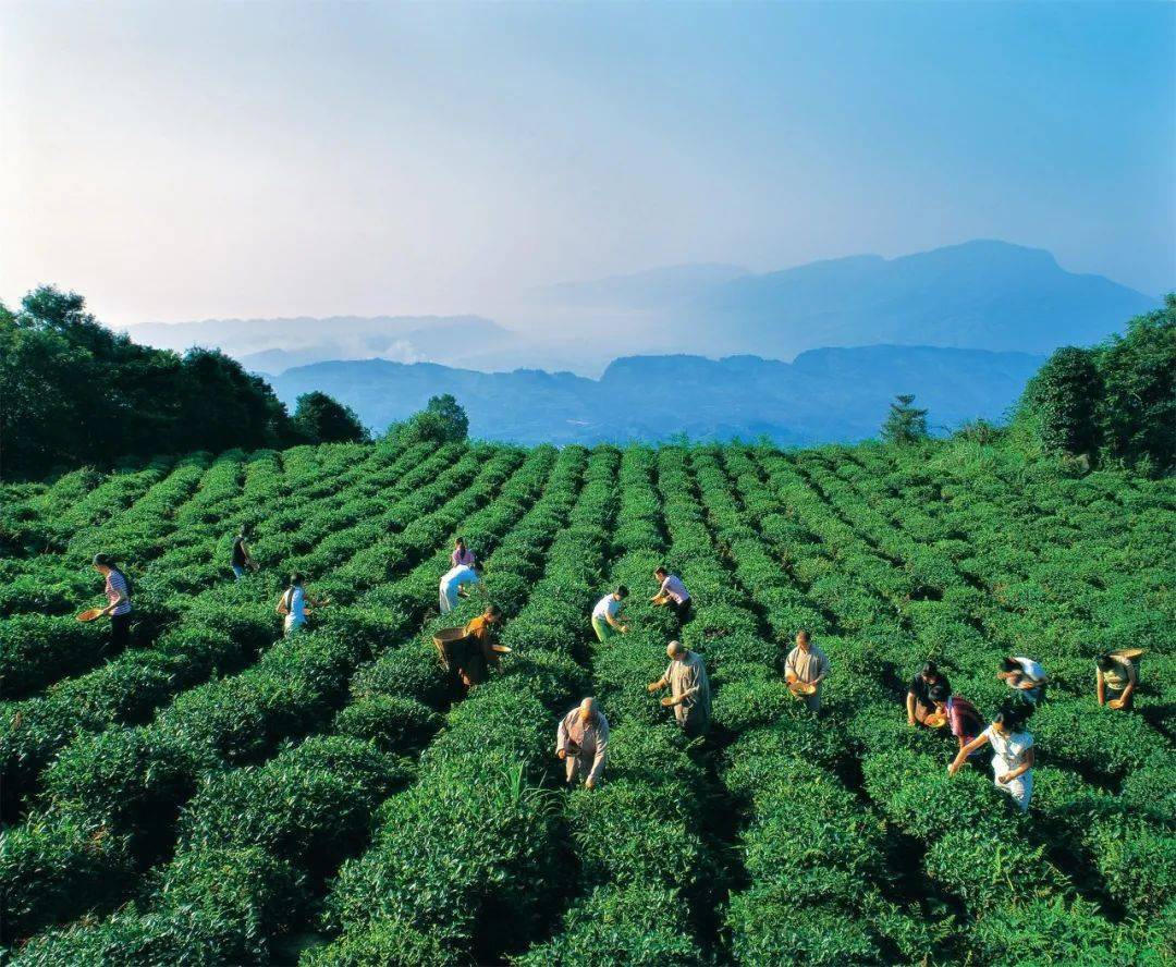 蒙顶山茶园 袁明 摄银装素裹喇叭河 何碧秀 摄硗碛藏乡传统节日-上九