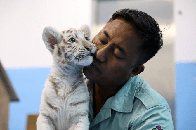 龙之梦动物世界又添萌兽,一起撸"大猫~_金虎