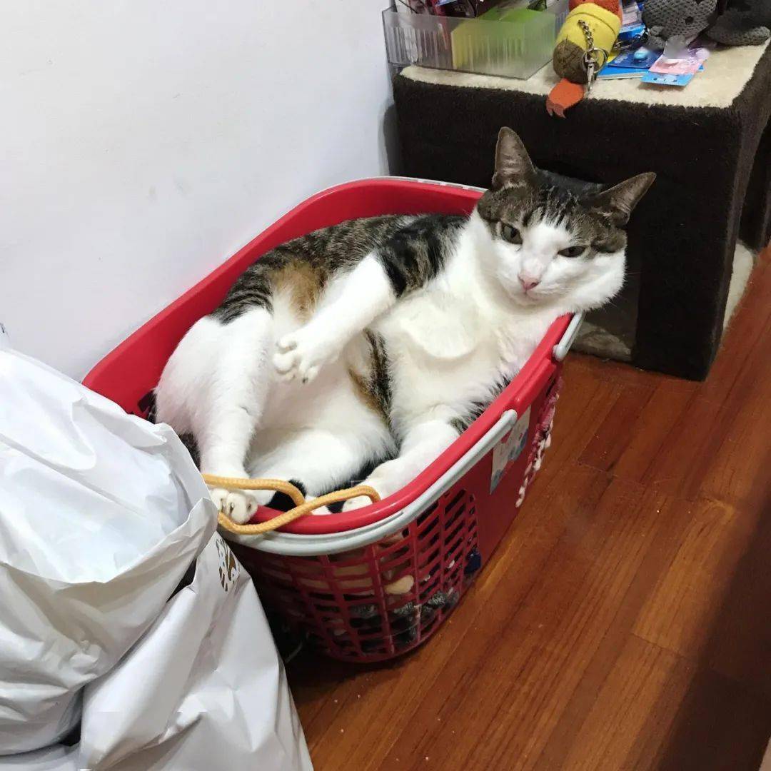 猫最近食欲下降 ea2ad733bee54c838a8b3159595a39f6.jpeg