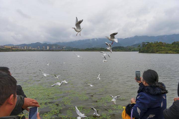 红嘴鸥光临渝东北的这片湿地公园 好多市民来打卡