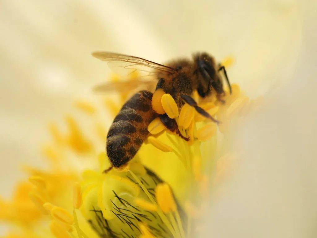 采花的小蜜蜂