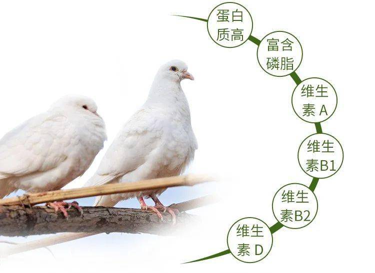 孕妇梦见鸽子，寓意与解读