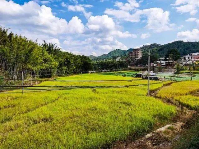 广西梧州富万乡村旅游区:千年古榕树"连心"树见证乡土人情