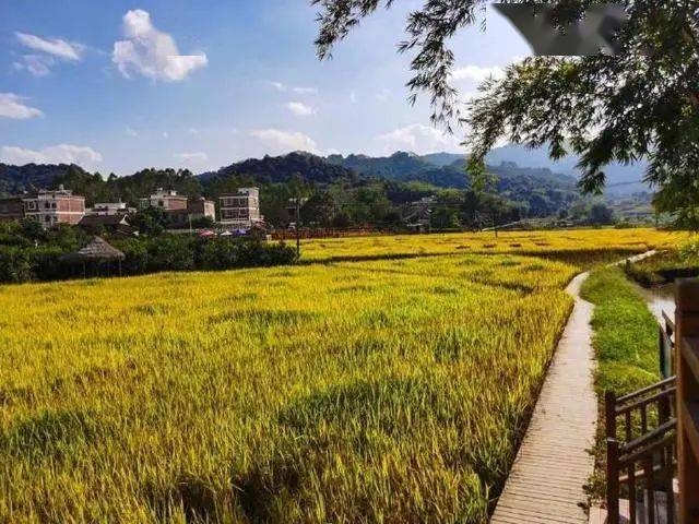 广西梧州富万乡村旅游区:千年古榕树"连心"树见证乡土人情