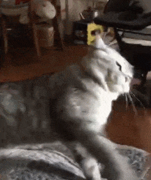 你只是不了解猫咪攻击行为背后