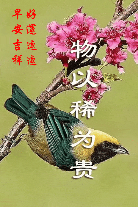 464_696 竖版 竖屏