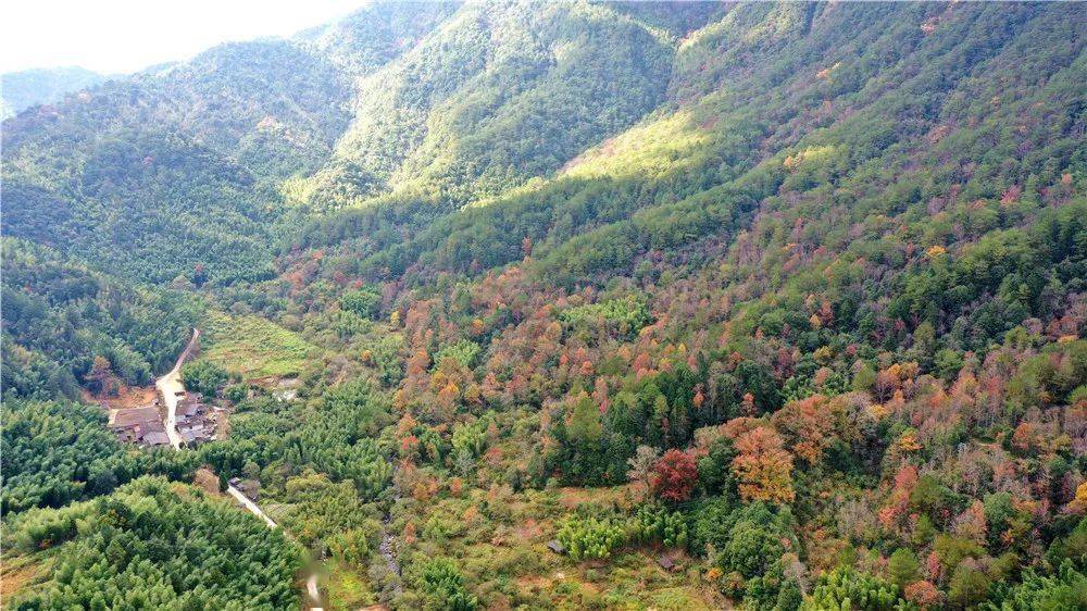 第十一次亮相央视!原来又是将乐龙栖山的"小可爱"