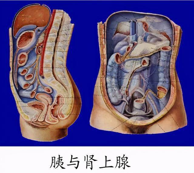 每种腺体都有什么功效?详解人体8大腺体