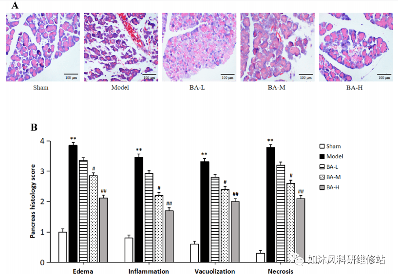 2. 黄芩苷调节外周血,脾脏和胰腺组织中的th1,th17和treg反应.