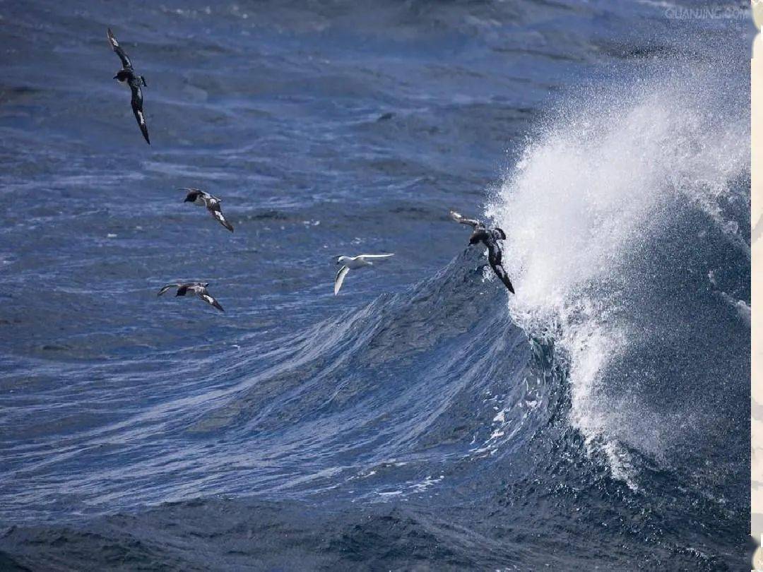 【白色海燕摄影图片】三亚生态摄影_维特--人在旅途_太平洋电脑网摄影部落