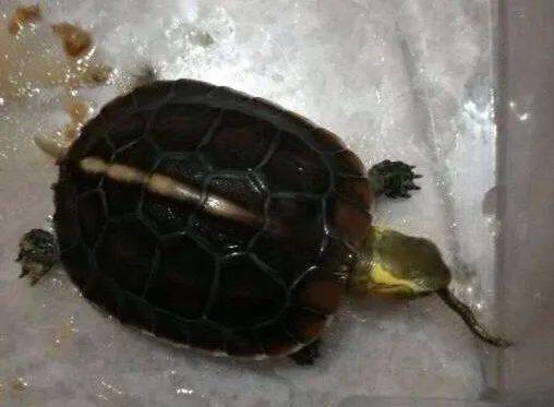 如何饲养才能让黄缘闭壳龟（食蛇龟）的品相有更高的观赏性？