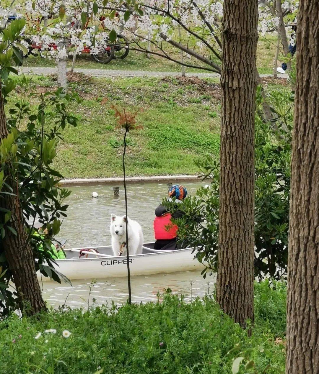 魔都十大遛狗圣地出炉!快带上毛孩子去撒野