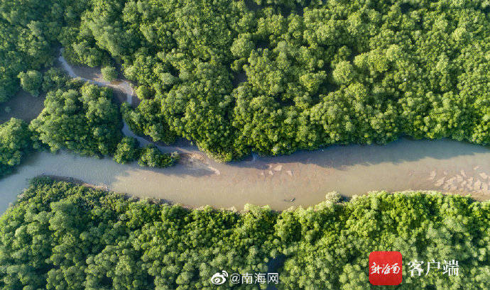 红树成林!海南新盈红树林国家湿地候鸟成群插图1 红树成林!海南新盈红树林国家湿地候鸟成群